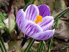 Crocus ' Pickwick'